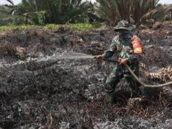 10 Hektar Lahan PT Pulau Sambu di Riau Terbakar, Dandim 0314 Inhil: Api Sudah Padam