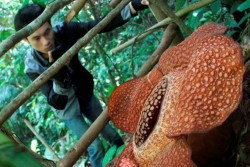 Agar Tidak Punah, Pemkab Muko-Muko Ajak Masyarakat Lestarikan Bunga Rafflesia