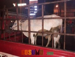 Anak Dan Ibu Dijebloskan Dalam Bui Karena Curi Hewan ternak