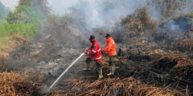 Bantah Jokowi, Greenpeace: Kebakaran Hutan Terus Terjadi Setiap Tahun