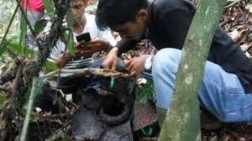 Belasan Bunga Rafflesia Membusuk di Hutan BKSDA Resor Agam