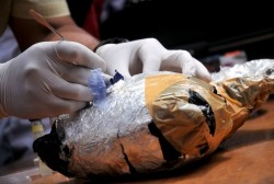 BNN Kalbar Amankan 100 Kg Sabu asal Malaysia
