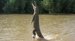 Buaya Mangsa Ternak Warga, BKSDA Sumbar Pasang Jaring Pengaman
