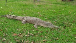 Buaya Nyasar yang Masuk Kampung Merempan Hilir Riau Dievakuasi