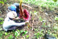 Bunga bangkai mekar Di Nagari Binaan TNKS