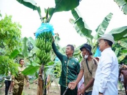 Bupati Ahmad Yuzar Apresiasi Jefry Noer Kembangkan Pisang Cavendish di Kampar