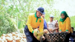 Bupati Inhil Klaim Serius Cari Solusi Rendahnya Harga Kelapa