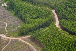 Di Sumatera dan Kalimantan Disebut Paling Banyak Tumpang Tindih Izin Lahan