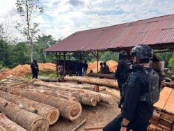 DPO Dua Tahun Ditangkap, Polda Riau Bongkar Dugaan Pemodal Kayu Ilegal di Kampar