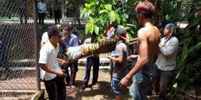 Dua Harimau di Kebun Binatang Taman Marga Satwa Semarang Kabur