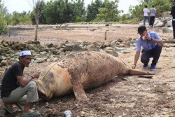 Dugong Seberat 400 Kilogram Terdampar di Karimun Kepri