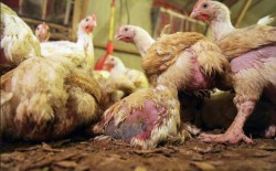 Flu Burung Ancam Mukomuko, Ratusan Ayam Mati Mendadak