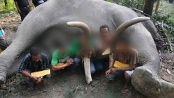Gadingnya Hilang, Gajah Mati di Areal Konsesi PT Arara Abadi Diduga Akibat Perburuan