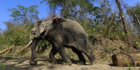 Gajah Mati di Aceh Tahun 2018 Capai Belasan, 7 Karena Konflik
