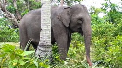Gajah Rusak Rumah di Perkampungan Aceh