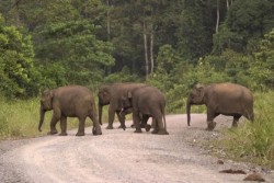 Ganguan Gajah Liar Rusak Tanaman Warga, BKSDA Aceh Turunkan Tim