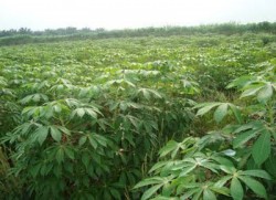 Gantikan Sawit, Gubri Syamsuar Sarankan Tanam Ubi