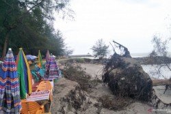 Gelombang Tinggi kikis Bibir Pantai Kata Pariaman, Tumbangkan Pohon Cemara Dan Merusak Jalan