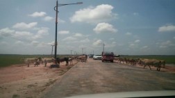 Gerombolan Kerbau Berkeliaran di Kawasan KPT, Membahayakan Pada Pengendara