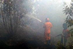 Hampir 10 Hektar Hutan Lindung Tanjung Riau Terbakar