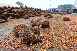 Harga Sawit dan Karet Turun Terus, Komisi V DPRD Riau Minta Pemerintah Pusat Beri Kejelasan