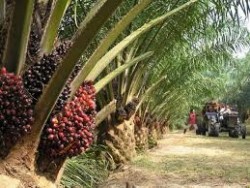Harga TBS Kelapa Sawit di Riau Naik Jadi Rp1.601,89 per Kg