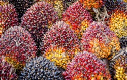 Harga TBS Sawit Plasma Riau Turun Lagi, Cek Daftar Lengkap Periode 14–20 Oktober 2026