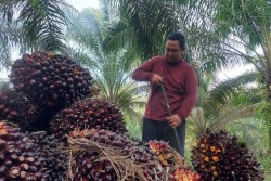 Harga TBS Sawit Riau Alami Kenaikan Tertinggi di Indonesia