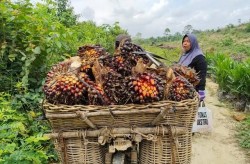Harga TBS Sawit Riau Periode 1–7 Juli 2026 Naik, Umur 9 Tahun Tembus Rp3.831,76/Kg
