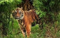 Harimau Sumatera Dilaporkan Masuk ke Permukiman Warga Sijunjung, Sumbar