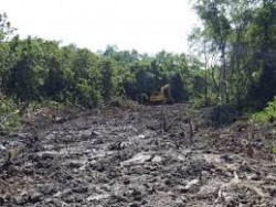 Hutan Mangrove di Agam Dibabat Jadi Tambak Udang
