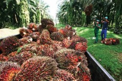 Industri Sawit Diprediksi Lebih Baik di Tahun 2019