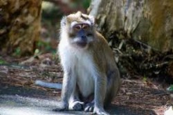 Ini Akibat Memberi Makan Kera di PinggirJalan