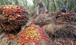 Ini Alasan Kenapa Harga CPO Meroket Dalam 3 Bulan Terakhir