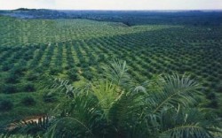 Inilah Daftar HGU di Provinsi Aceh