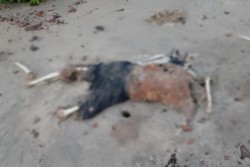 Inilah Sosok Dibalik Mayat Tinggal Tulang Belulang di Pantai Nusantara Singkep