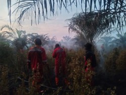 Karhutla Hanguskan 1 Hektare Lahan Gambut di Air Hitam, Pemadaman Terus Berlanjut