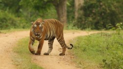 Karyawan TWNC Pesisir Barat Lampung Tewas Diserang Harimau