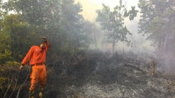 Kebakaran Hutan di Riau Meluas Capai 841,71 Hektare