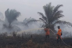 Kebakaran Lahan 20 Hektar Terjadi di Perusahaan Sawit di Riau