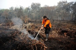 Kebakaran Lahan Gambut Kering Di Aceh Barat Meluas