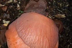 Lagi Penemuan Bunga Raflesia Arnoldi di Agam, Seperti Apa?