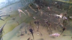 Manfaatkan Selokan, SDN 09 Lubukbasung Pelihara Lele Tambah Pemasukan