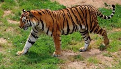 Masuk Ke Pemukiman, Harimau Mangsa Sapi Petani di Aceh Timur