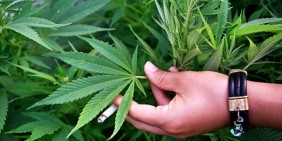 Negara Ini Swiss Izinkan 5 Ribu Rakyatnya Pakai Ganja untuk Penelitian