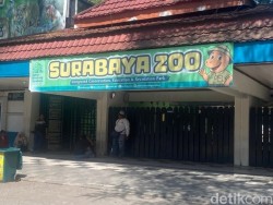 Pasca Kasus Korupsi Pakan, Pemkot Surabaya Perketat Tata Kelola dan Pengawasan KBS