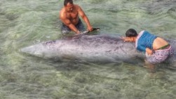 Paus Berparuh Terdampar di Pantai Aceh
