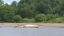 Pelajar Aceh Singkil Rekam Buaya Putih Berjemur di Pinggir Sungai