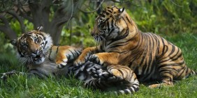 Pembunuh Tiga Harimau Sumatera Divonis Tiga Tahun Penjara