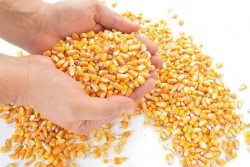 Pemerintah Jokowi Kembali Tambah Impor Jagung 150 Ribu Ton